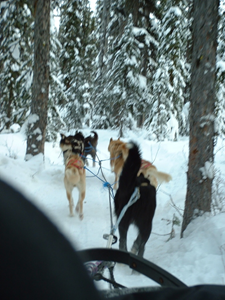 Dog Sled Ride 11.JPG